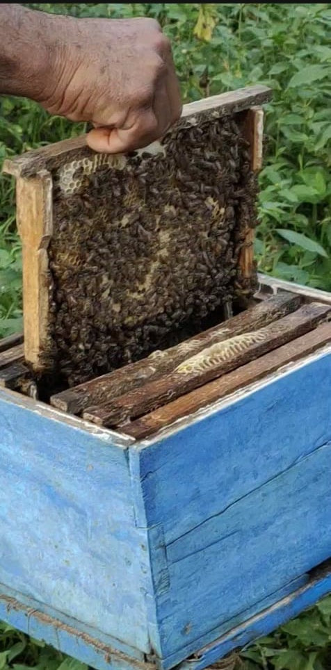 Raw Honey